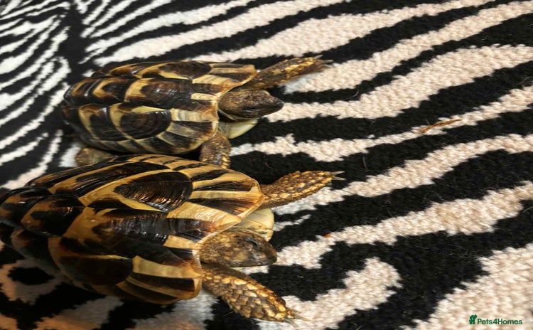 Hermann Tortoise reptiles - Advert 4