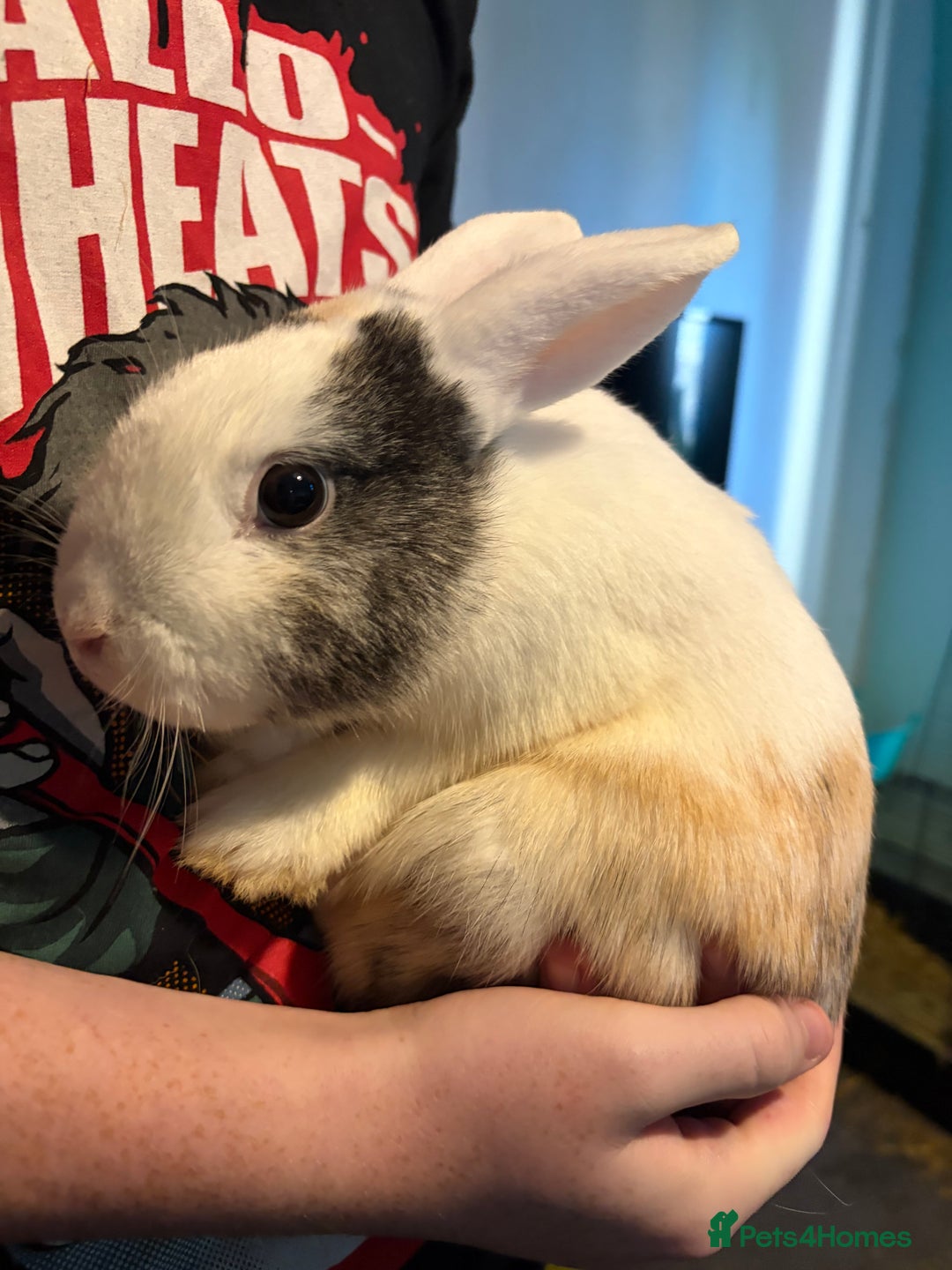 Mixed Breed rabbits for sale: Two Female Rabbits  - Advert 1