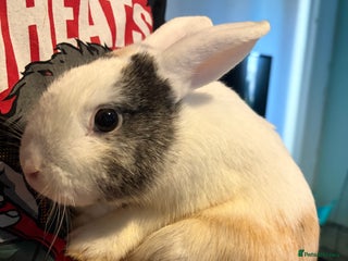 Mixed Breed rabbits Two Female Rabbits - Advert 2