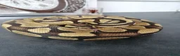 Python Snake reptiles for sale: Ball pythons adult females and hatchlings  - Advert 11