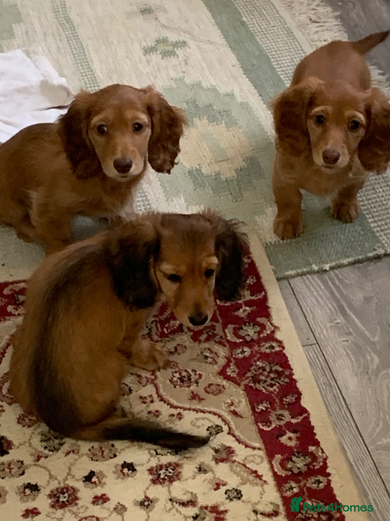 Dachshund dogs for sale: Last 2 Miniature longhaired dachshund Puppies - Advert 18