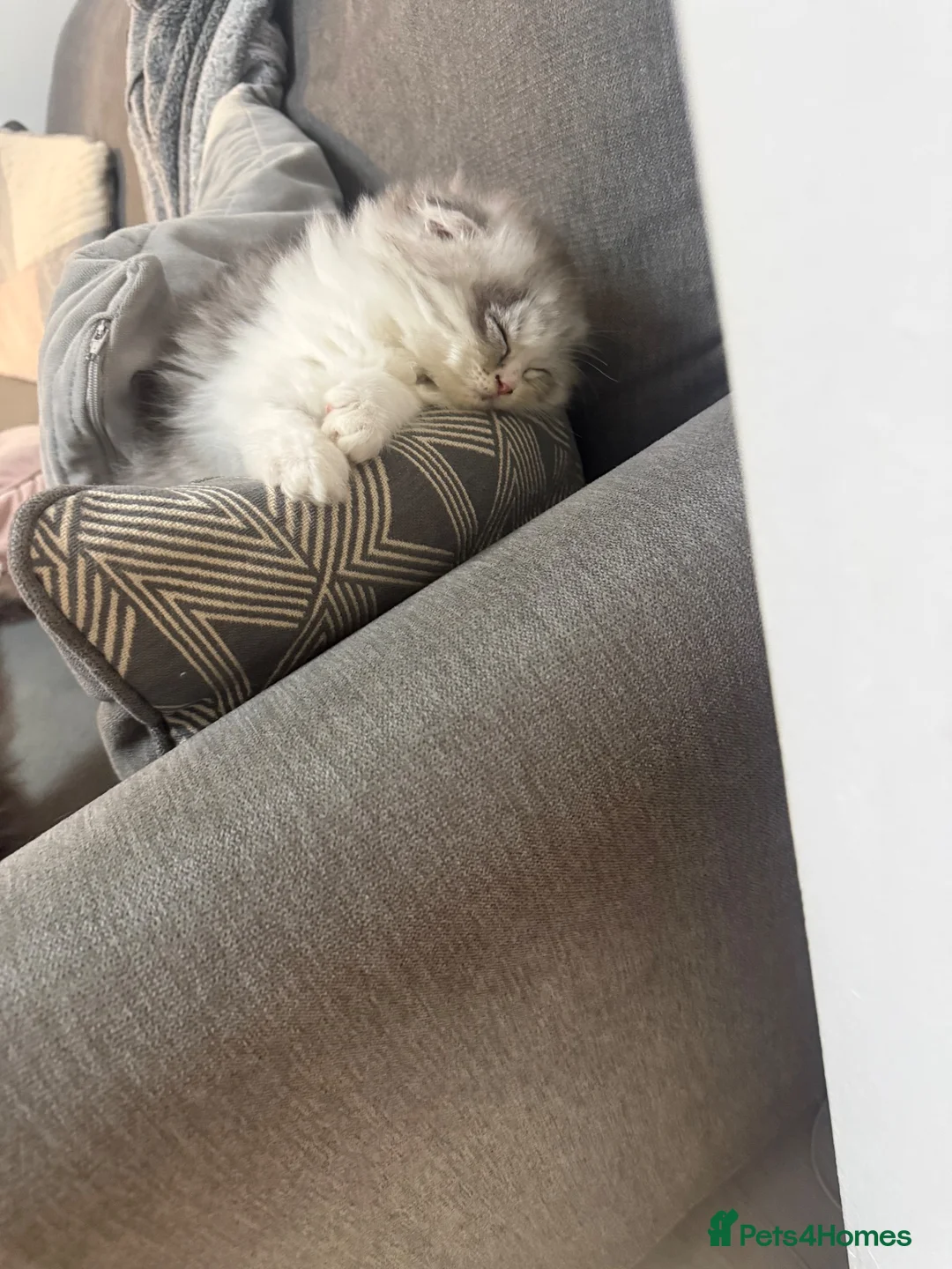 Persian cats for sale: Kitten  - Advert 7