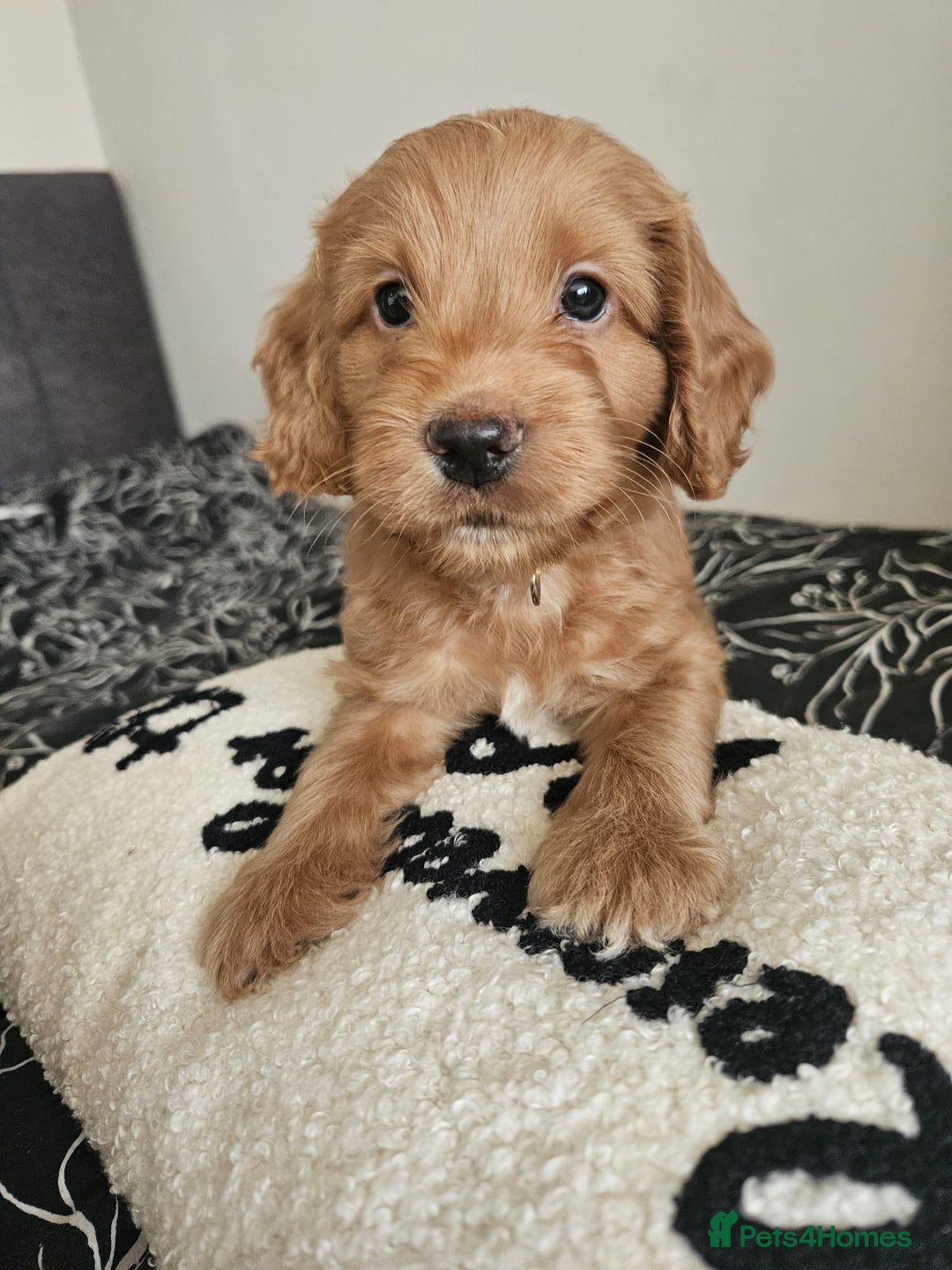 Cockapoo dogs for sale: Gorgeous cockapoo puppies, 2 boys and 2 girls - Advert 20