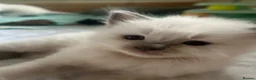 Ragdoll cats for sale: Beautiful ragdolls - Advert 15