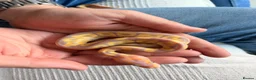 Python Snake reptiles for sale: Beautiful Banana Clown  - Advert 3