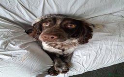 Cocker Spaniel dogs for sale: Male cocker spaniel for rehoming - Image 9