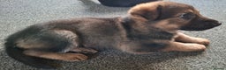 German Shepherd dogs for sale: Beautiful German shepherd puppies  - Advert 6