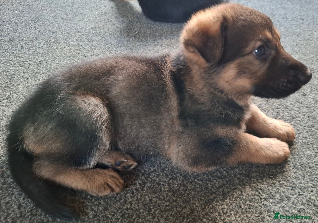 German Shepherd dogs for sale: Beautiful German shepherd puppies  - Advert 6