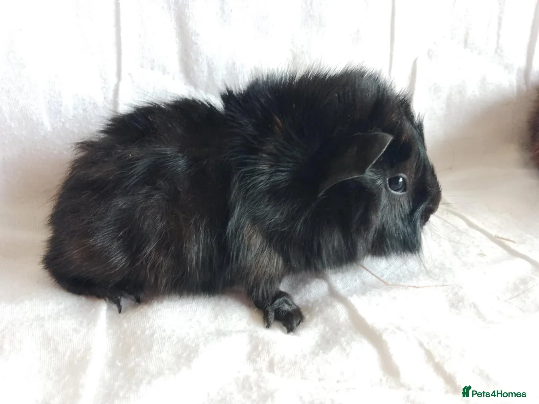 Guinea Pig rodents for sale: Pair of lovely Guinea pig brothers for sale - Advert 2