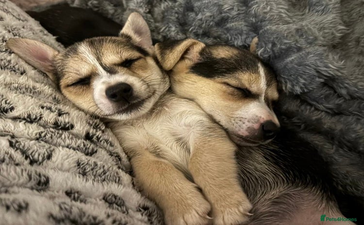 Jack Russell dogs Miniature jack Russell  - Advert 8