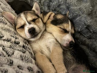 Jack Russell dogs Miniature jack Russell - Advert 6