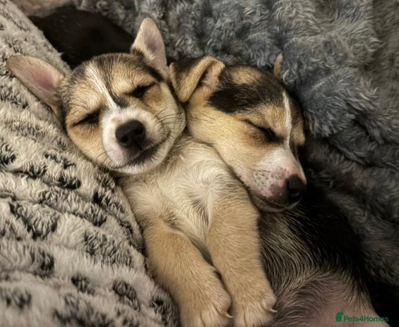 Jack Russell dogs Miniature jack Russell - Advert 2