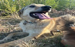 Mixed Breed dogs for adoption: Pettern - Norwich Norfolk  - Image 11