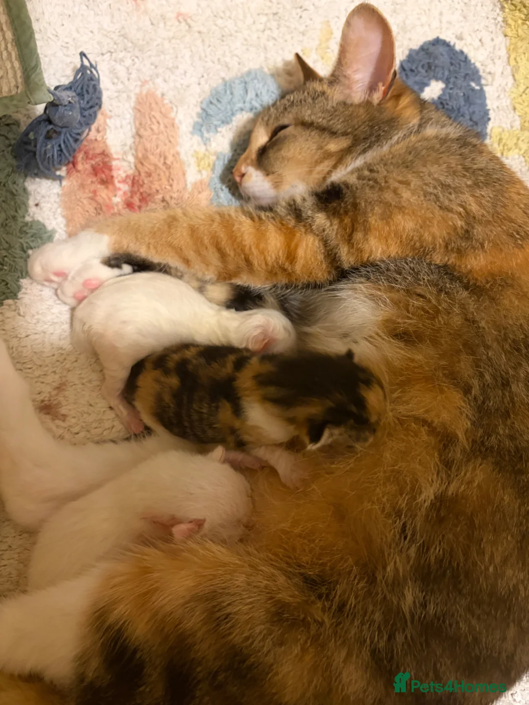 Mixed Breed cats for sale: Two white kittens  in Bracknell - Advert 5