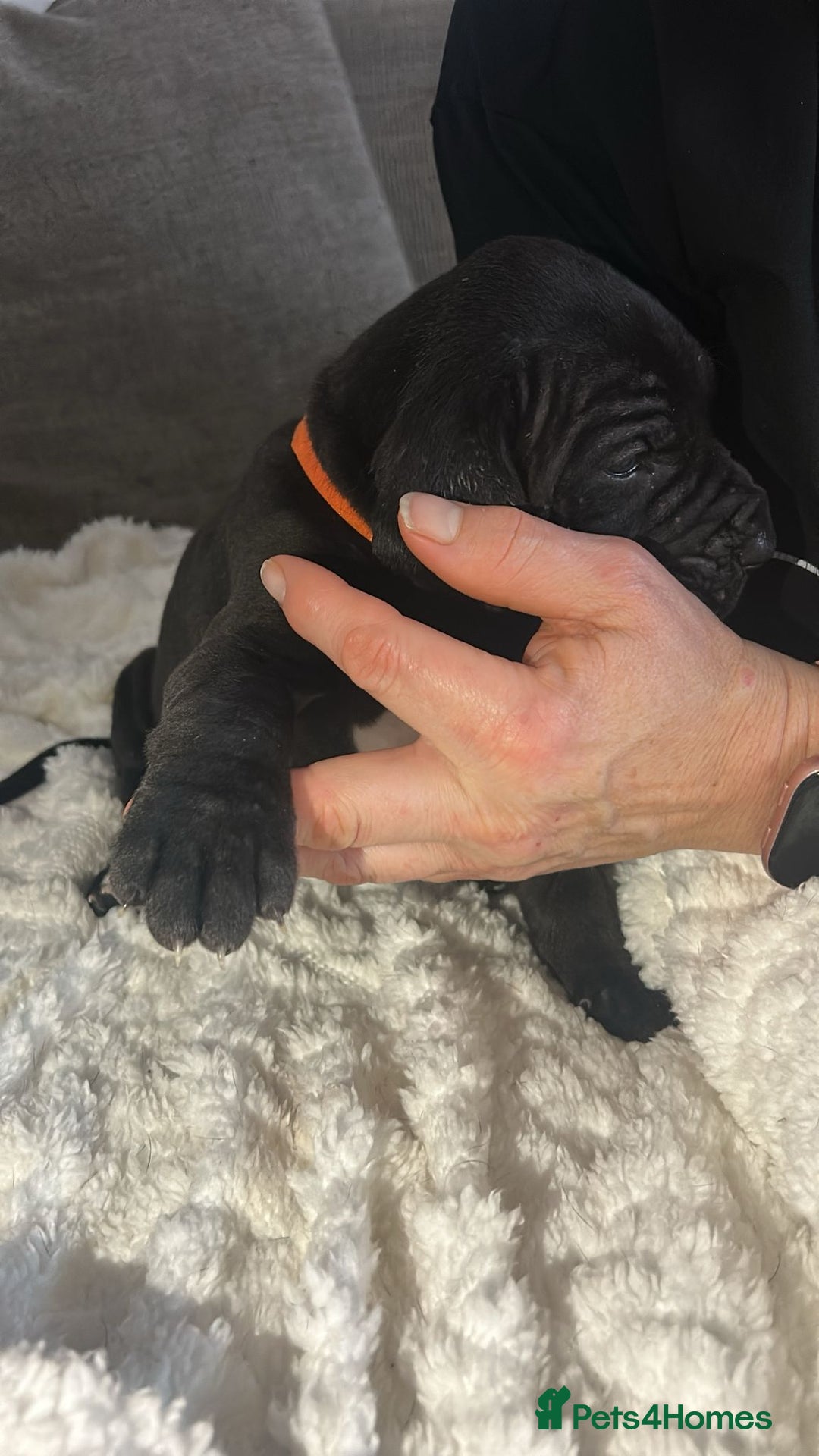 Great Dane dogs for sale: Great dane puppies for sale  - Image 20