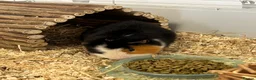 Guinea Pig rodents for sale: Guinea Pig boy, curly gene - Advert 7