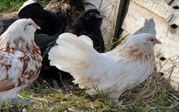 Chickens poultry for sale: Rare Breed Thuringian Chamois & Black Chickens  - Image 4