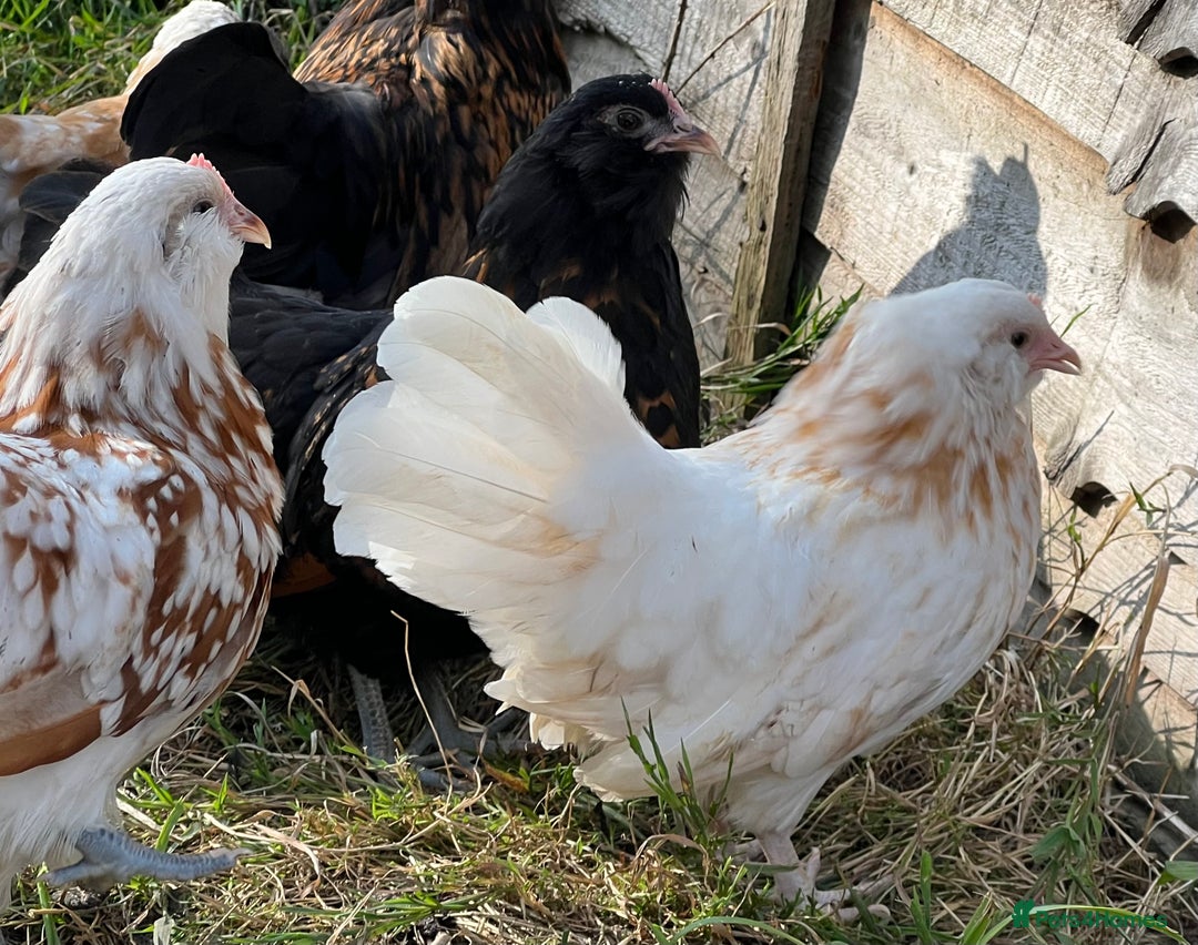 Chickens poultry for sale: Rare Breed Thuringian Chamois & Black Chickens  - Image 4