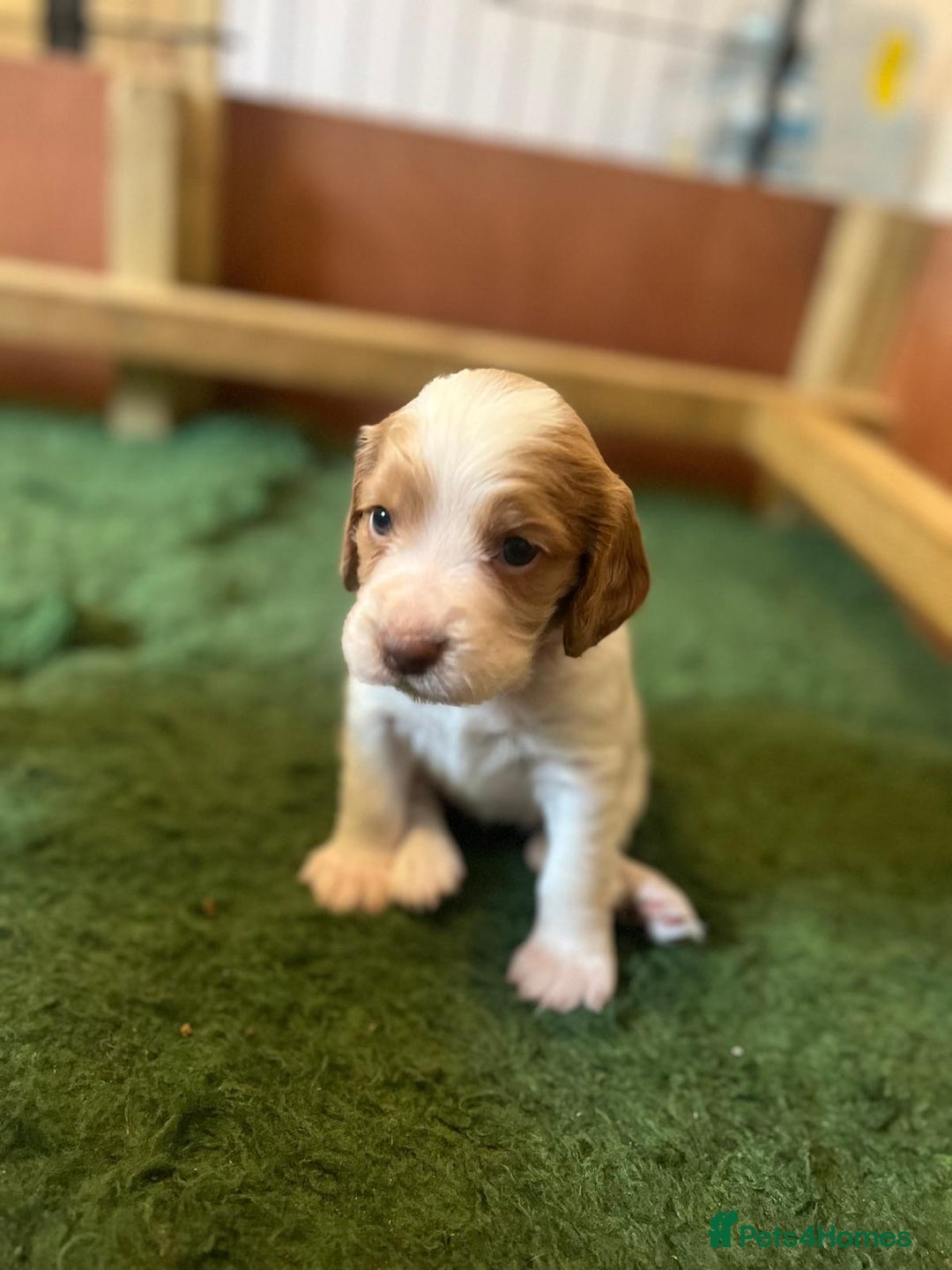 Cocker Spaniel dogs for sale: Working Cocker Spaniel Puppies  - Image 4