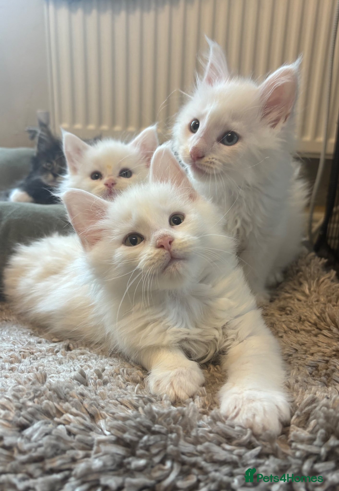 Maine Coon cats for sale: Maine coon kittens for sale. Some polydactyl.  in Trimdon Station - Advert 20