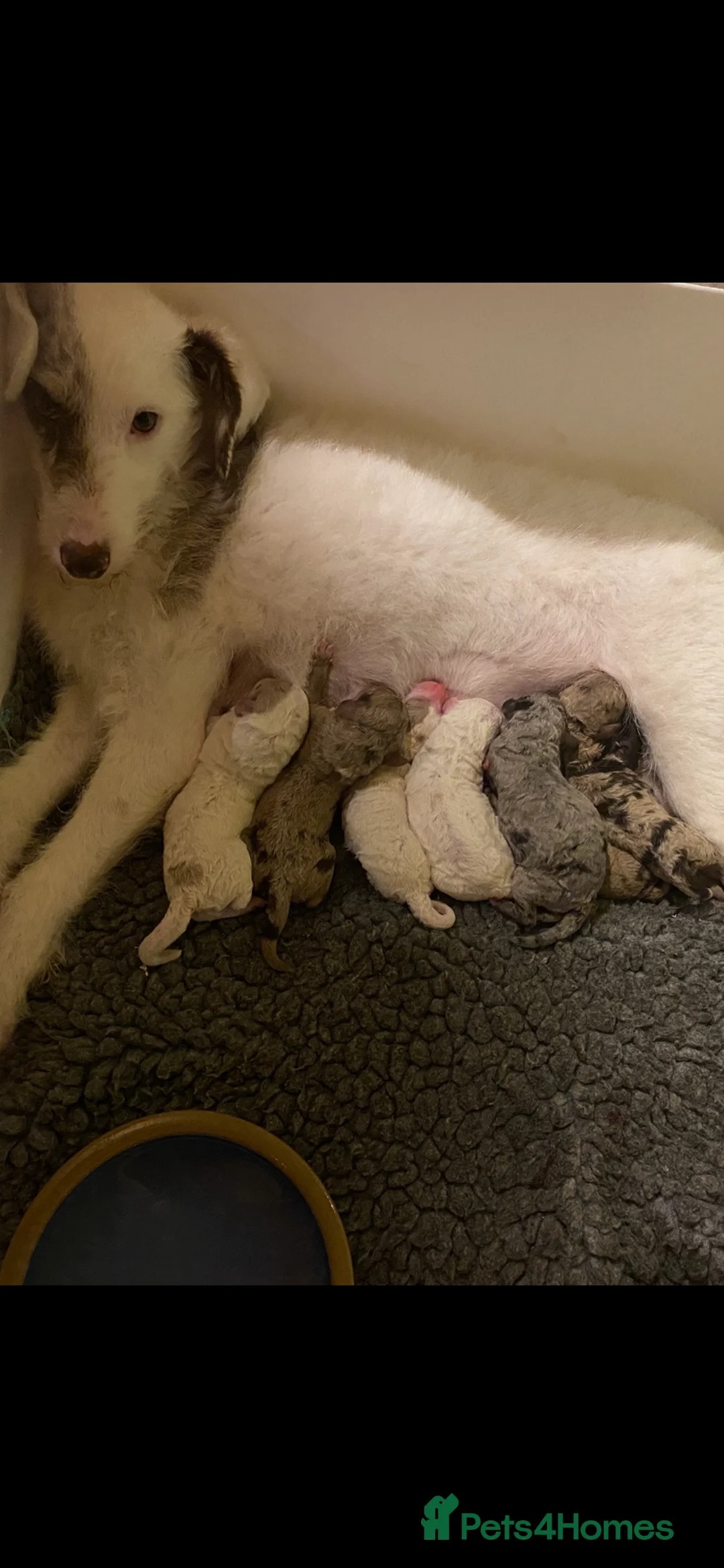 Labradoodle dogs for sale: Australian Labradoodle Puppies - Advert 9