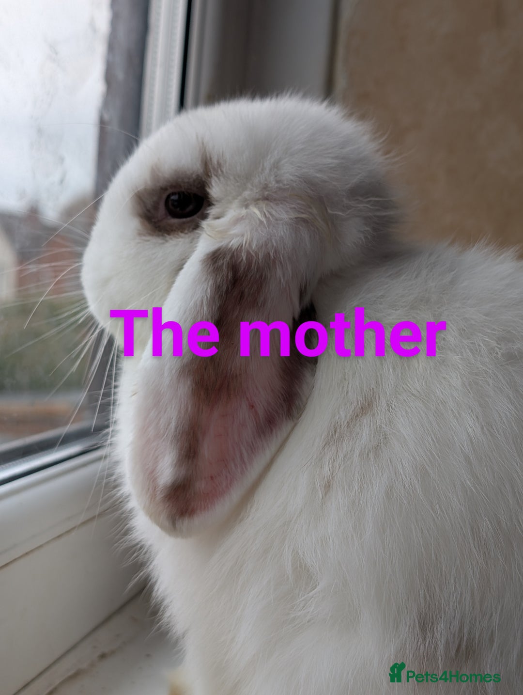 Lionhead rabbits for sale: Lion head and mini lop pair - Image 3