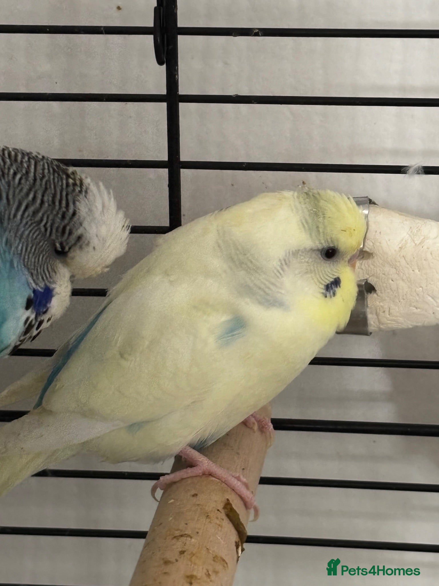 Budgerigars birds pair of budgies for sale - Advert 2