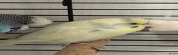Budgerigars birds for sale: pair of budgies for sale in Fareham - Advert 1