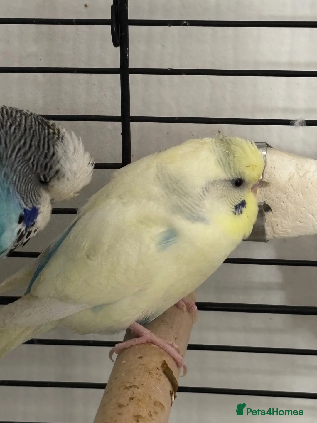 Budgerigars birds for sale: pair of budgies for sale in Fareham - Advert 1