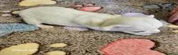 Chihuahua dogs for sale: Very Small chihuahua puppies  - Advert 8