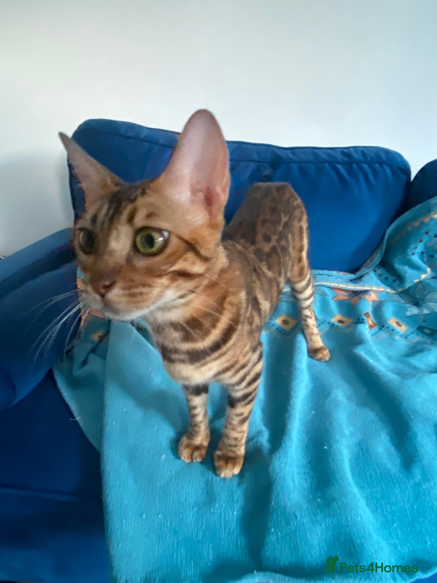 Bengal cats Bengal kittens mix - Advert 3