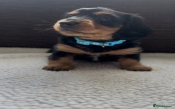 Miniature Dachshund dogs for sale: Long Haired Miniature Dachshunds - Image 7
