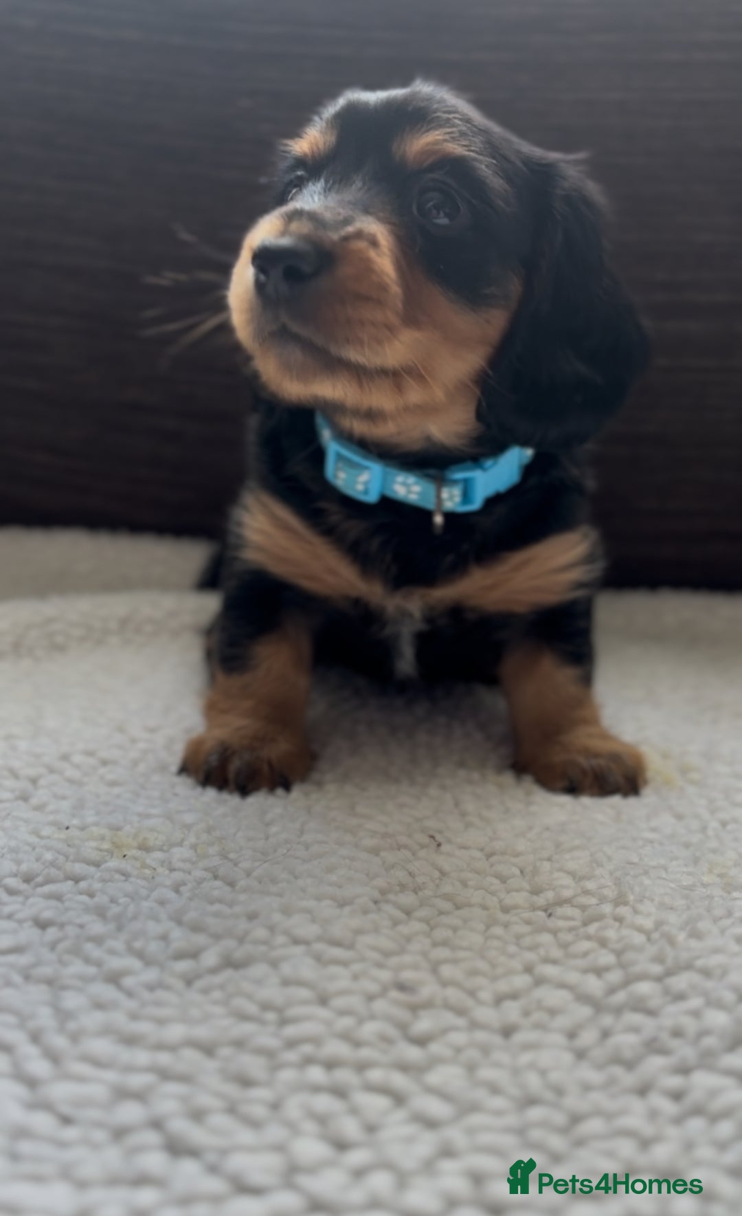 Miniature Dachshund dogs for sale: Long Haired Miniature Dachshunds - Image 7