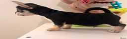 Mixed Breed dogs for sale: French bulldog / Chihuahua  - Advert 5