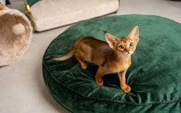 Abyssinian cats for sale: Premium Abyssinian kittens-TICA- Champion Pedigree - Image 16