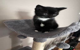 Mixed Breed cats for sale: Kittens  - Image 5