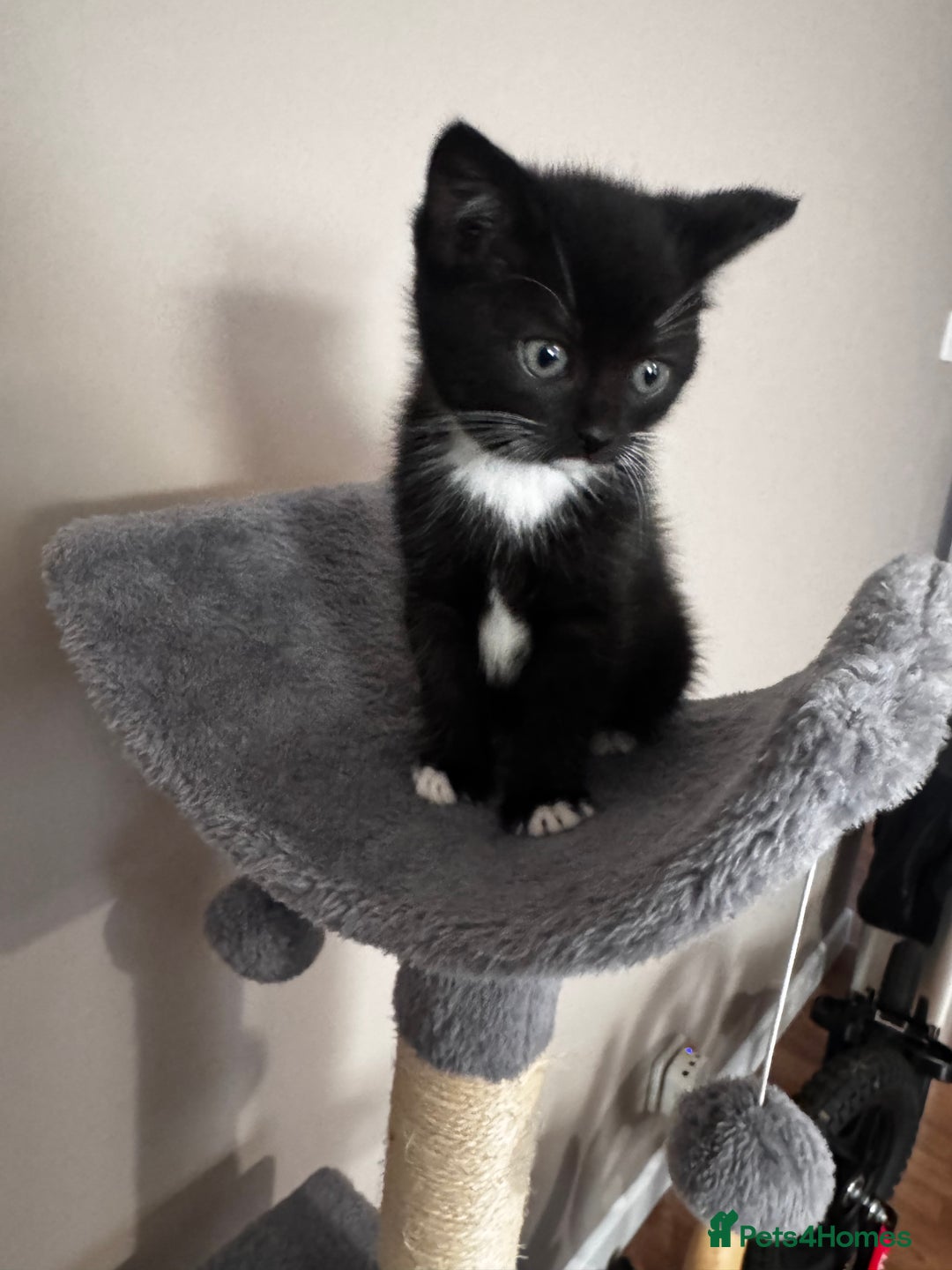 Mixed Breed cats for sale: Kittens  - Image 5