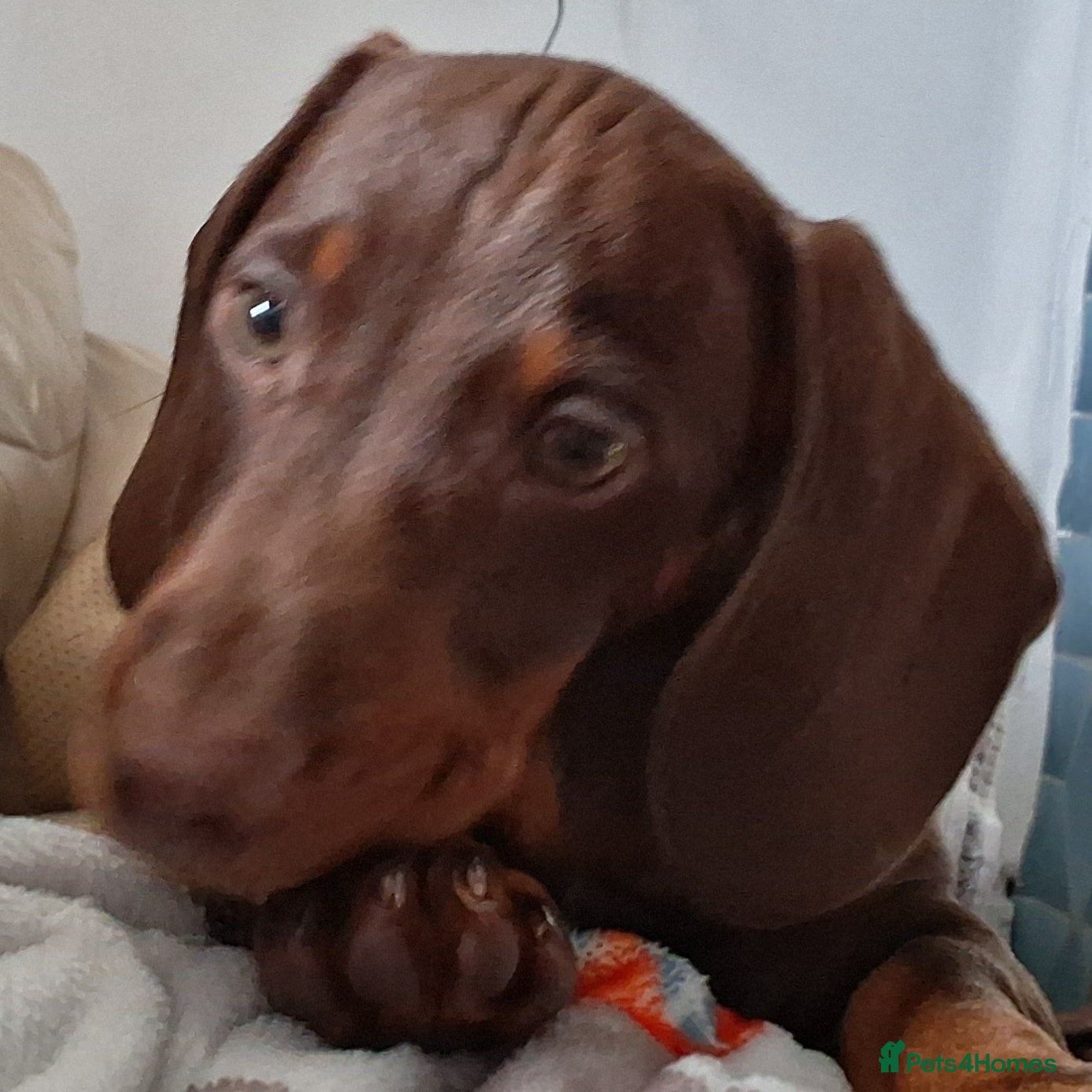 Dachshund dogs Mini dachshund for sale  - Advert 10