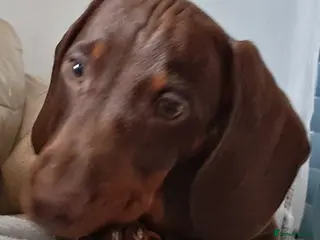 Dachshund dogs Mini dachshund for sale - Advert 16