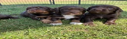 Sprocker dogs for sale: Fully Health Tested F1 Sprocker Spaniels - Advert 6