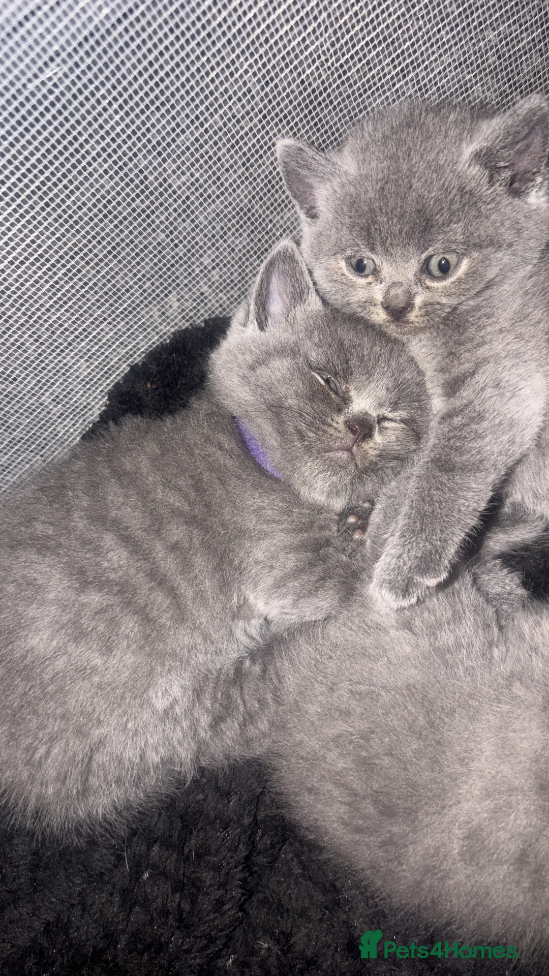 British Shorthair cats for sale: 5 Blue British shorthair kittens  - Advert 2