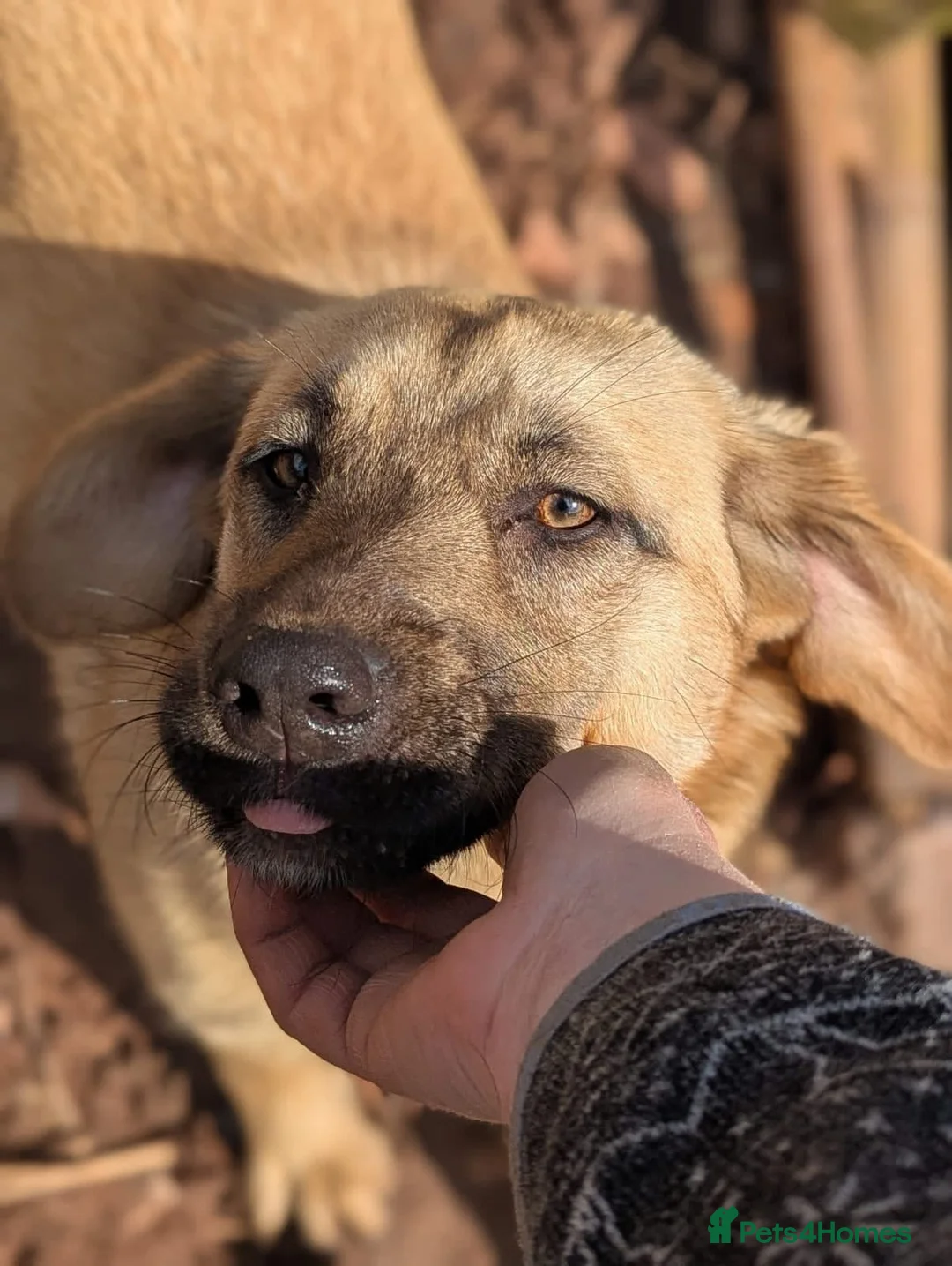 Mixed Breed dogs for adoption: Joy 💖 - Advert 2