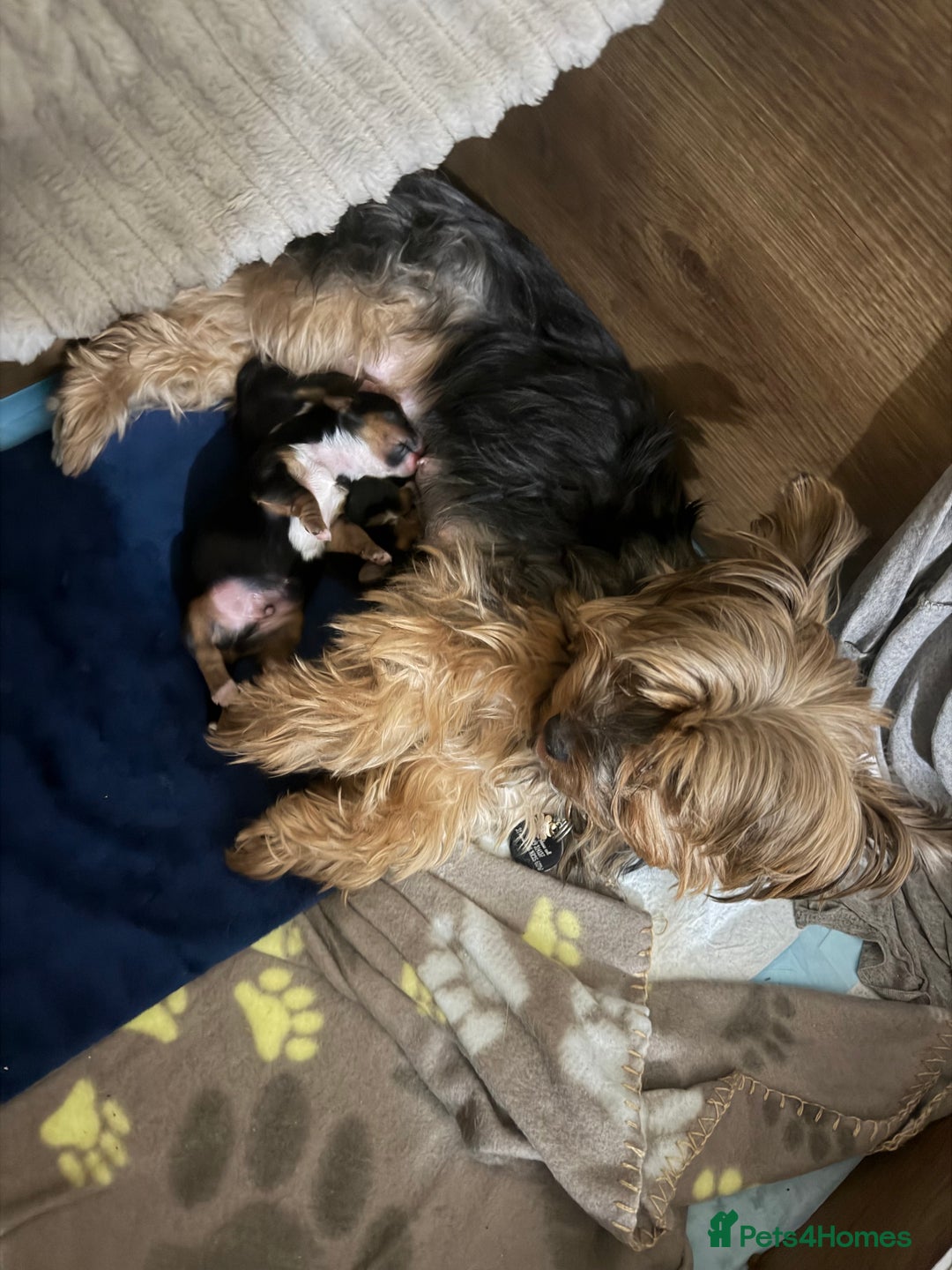 Mixed Breed dogs for sale: biewer x yorki puppies - Advert 3
