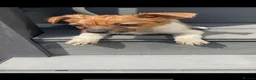 Jack Russell dogs for sale: Jack Russell puppies for sale  - Advert 14