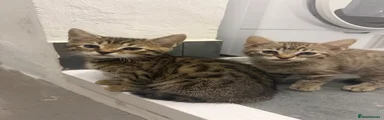 Bengal brown rosette 
