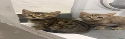 Bengal cats for sale: Beautiful Bengal x kittens  - Advert 16