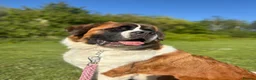 Saint Bernard dogs for sale: Exceptional litter of show quality pups  - Advert 32
