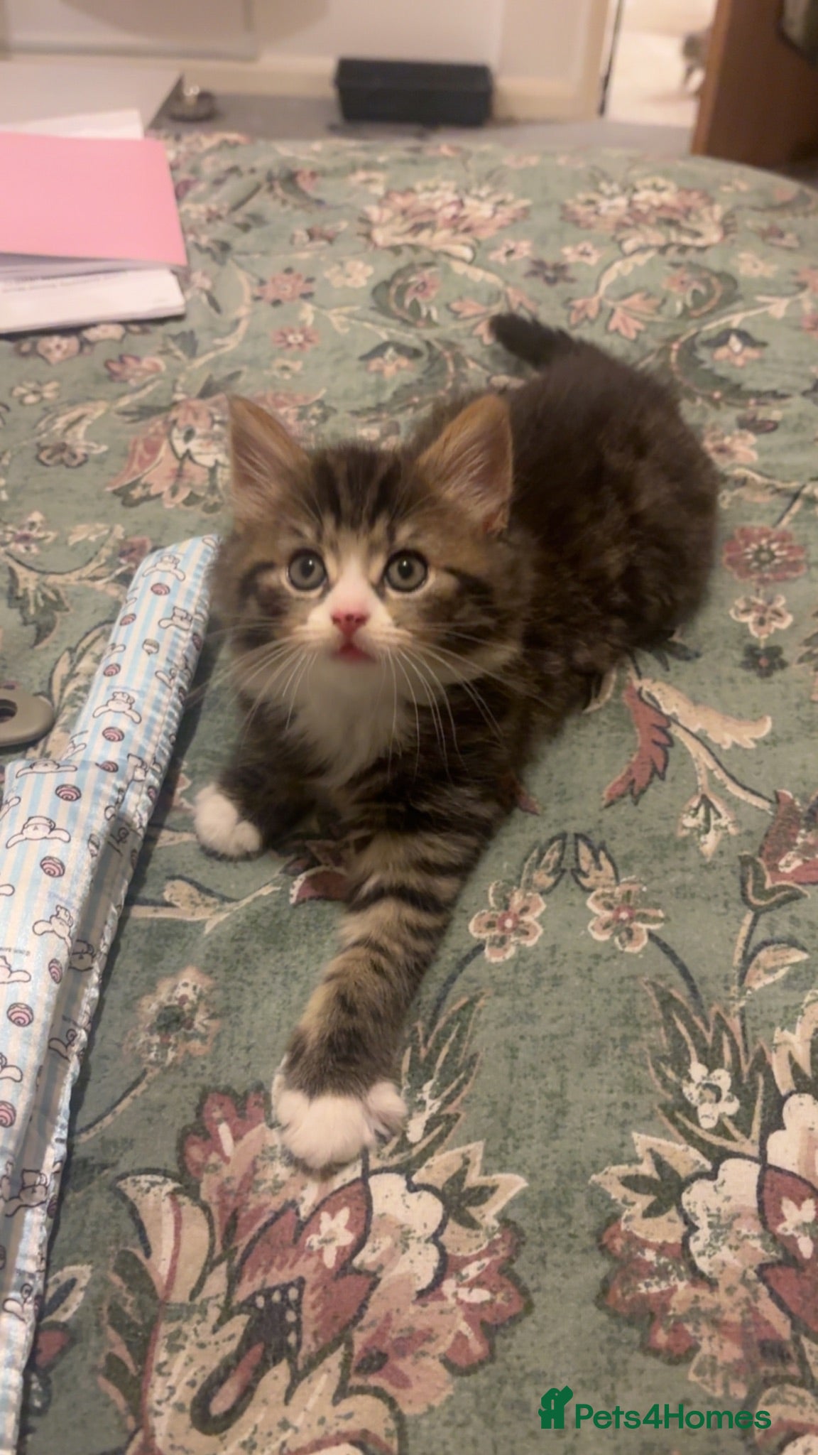 Mixed Breed cats 3 gorgeous kittens ready for their forever homes  - Advert 1