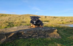 English Bulldog dogs for stud: STUD ONLY-Englishbulldog X American exotic Bulldog - Advert 1