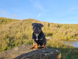 English Bulldog dogs STUD ONLY-Englishbulldog X American exotic Bulldog - Advert 1